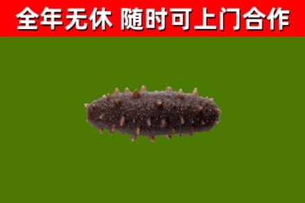 宝应烟酒回收干海参.jpg